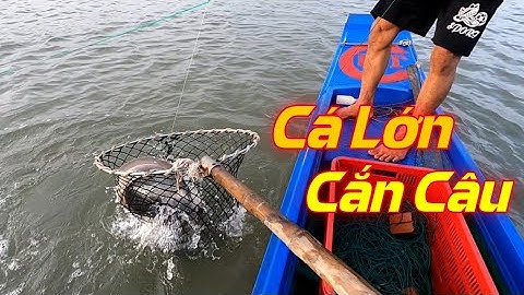 Tìm Cá Ngát Cùng Cha Con Cá Lớn Mắc Câu | Gia Đình Cần Giờ | catfish fishing
