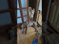 飼い主のWCが終わるのを待ってる犬達 #shorts