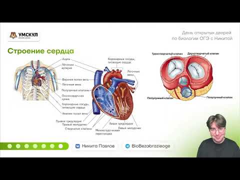 Кровеносная система от А до Я