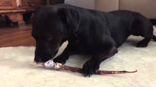 Naomi Patterdale Likes Bones