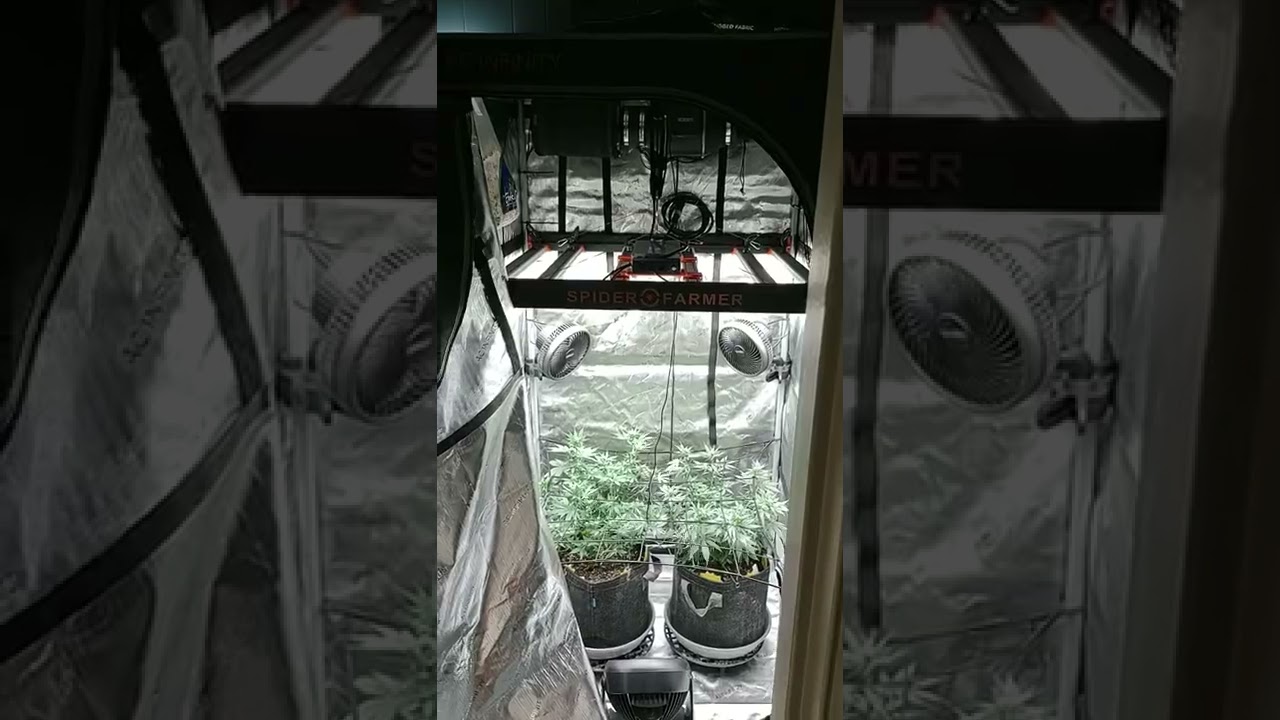 2 weeks into flower