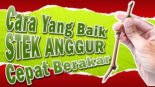 Cara Stek Anggur Agar Akar Cepat Tumbuah Yang Benar dan Aman
