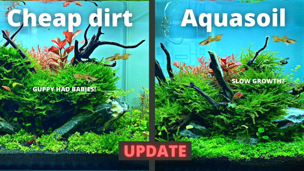 CHEAP DIRT vs EXPENSIVE AQUASOIL 2 MONTH UPDATE!