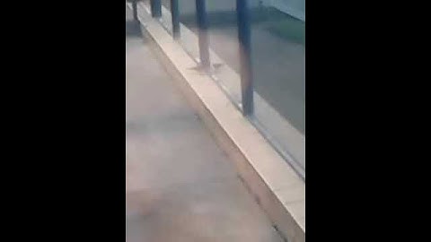 Bird Attacks Reflection SO FUNNY