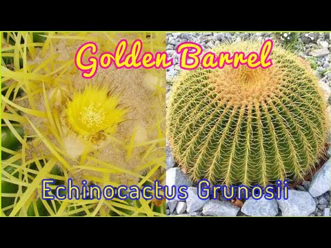 キンシャチ-ECHINOCACTUSGRUNOSII情報とケア-Vid＃23