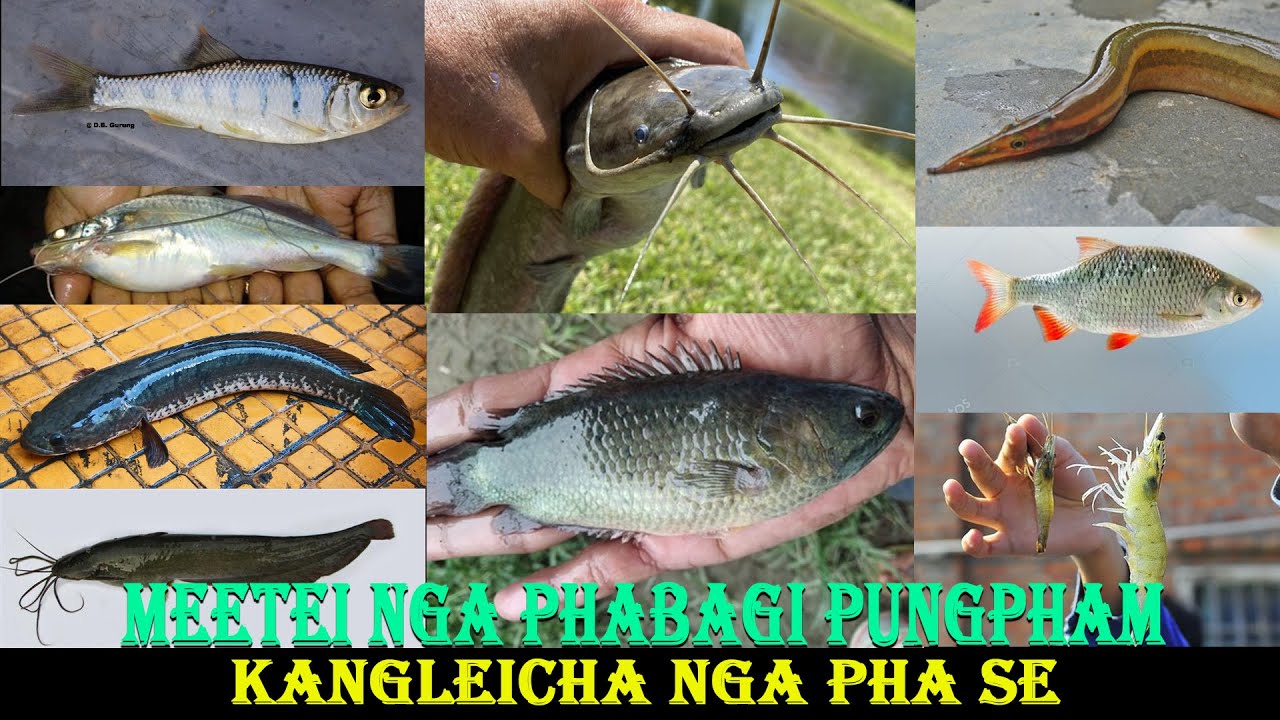 MEETEI NGA PHABAGI PUNGPHAM