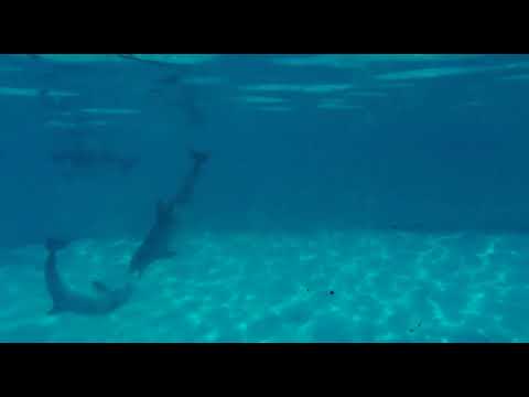 Bottlenose dolphins “smile” at each other while playing - Clip 1