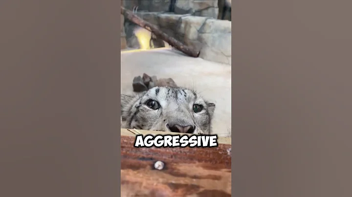 Watch the video about Snow Leopards Are Just Big Mountain Cats🐆❄️