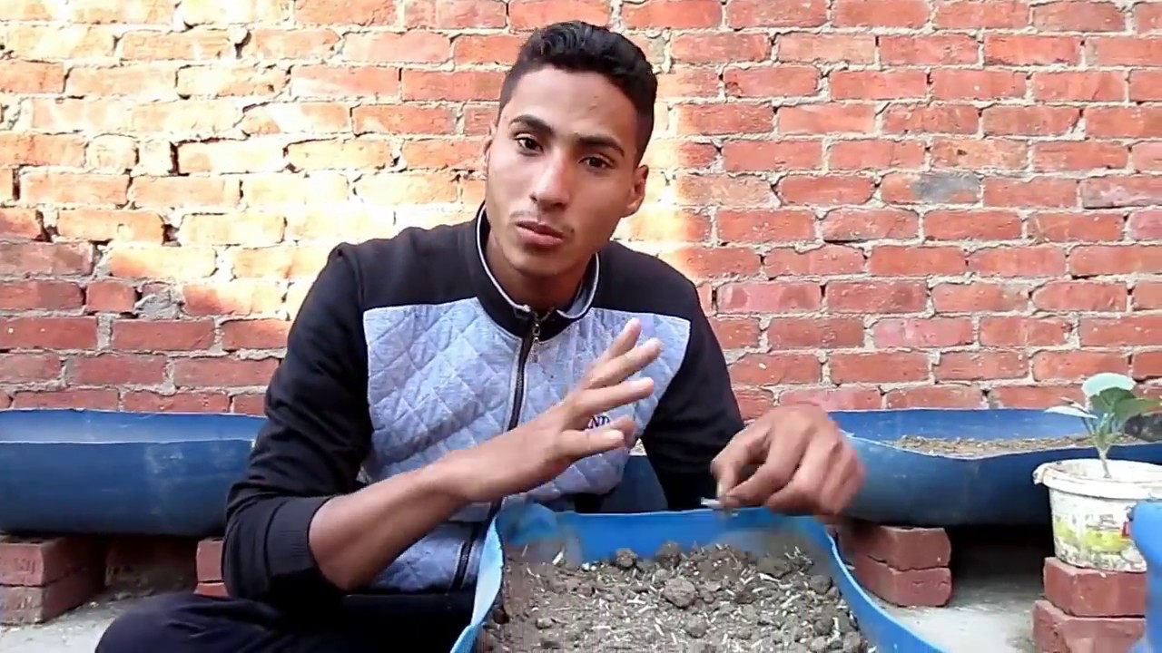 تعالوا بنا نتعلم زراعه الفول الاخضر والترمس علي السطح بكل سهوله |الدرس الثامن