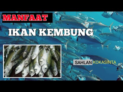 What Is Ikan Kembung In English