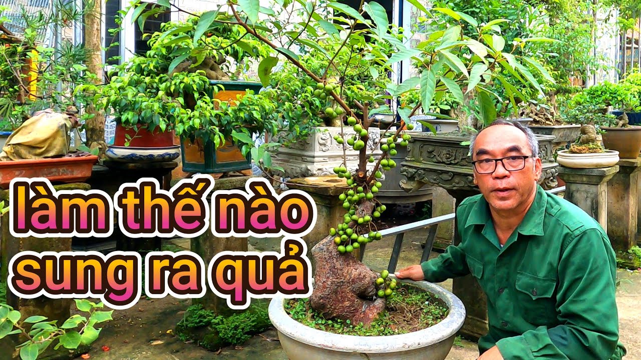 học cách làm cho cây sung ra quả đầu năm