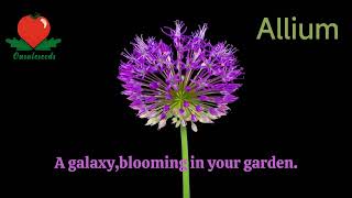 Giant Violet Chives Flower