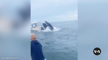 Whale surfaces, capsizes fishing boat off New Hampshire coast| VOA News