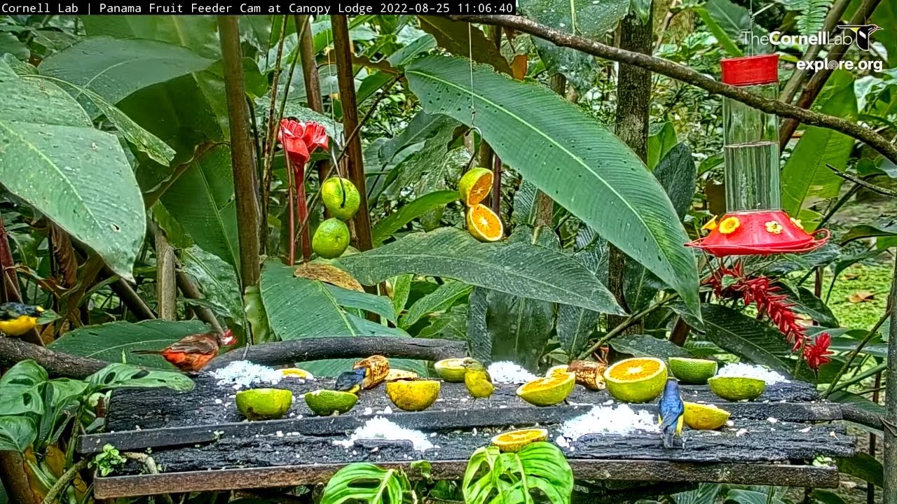 Thick-billed Euphonias Congregate With Colorful Tanagers At Panama Fruit Feeders – Aug. 25, 2022