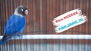 Terbukti Bikin Lovebird Rumahan Ngekek Panjang! Pancingan AMPUH Bikin Gacor LB Lain