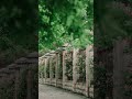 Beauty Of Nature ❤️ #shortsfeed #beauty #nature #love #naturelovers @WonderGreen2K #lovesong