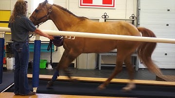 Comparative Exercise Physiology Lab