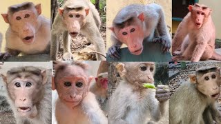 Top 5 angry monkey moments