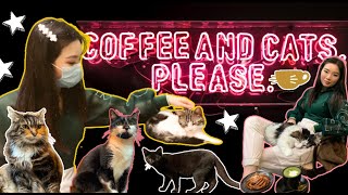Famous We Went to Java Whiskers Cat Cafe in London Net Worth