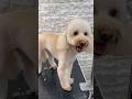 #grooming #poodle #fyp #cute