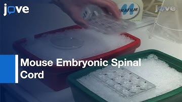 DiI-Labeling: DRG Neurons To Study Axonal Branching In Whole Mount Preparation l Protocol Preview