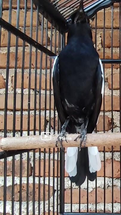 MASTERAN KACER ISIAN BURUNG ELANG😱 #kacergacor