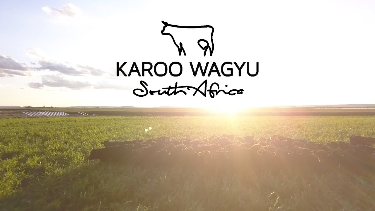 Karoo Wagyu South Africa