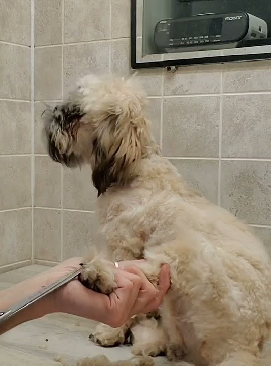 Trimming a puppy's paw pads with scissors, no restraints, short clip