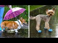 CUTEST PET HACKS COMPILATION || Clever Dog Gadgets And Crafts For Cats You'll Be Grateful For