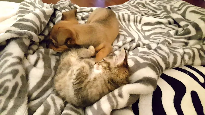 Watch the video about Puppy gives sleeping kitten a bath
