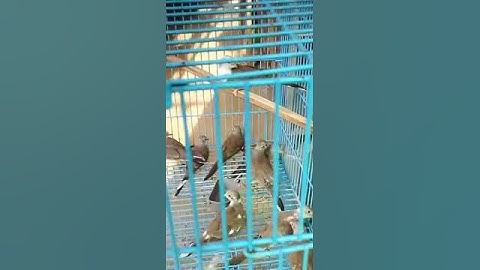 pied Dove Breeder tips &pied Dove Breeder chicks 😍 latest update #hamzabirds #shortvideo #pieddove