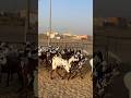 #animals #GOAT #viralvideoシ #foryouシ