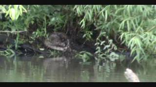 Muskrats Bathtime - Footage Shot From Kayak