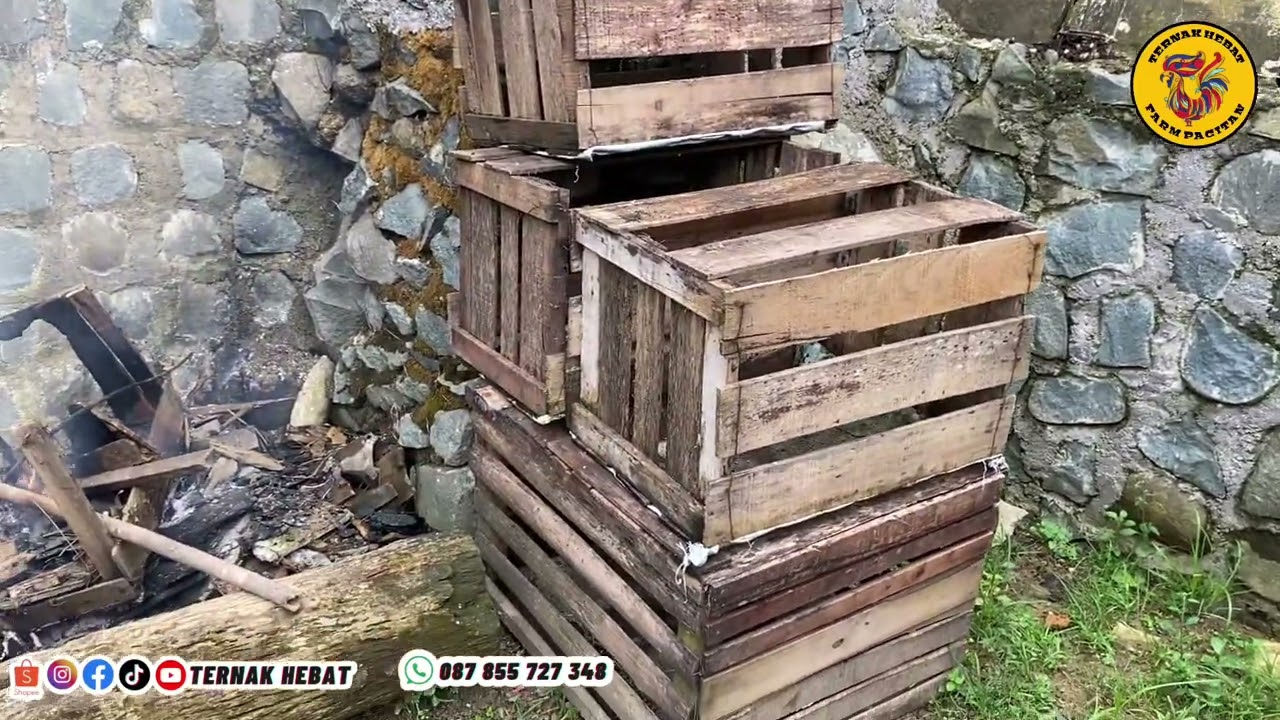 HALLO SAHABAT TERNAK - INDUKAN AYAM BP 3 DAN KUNTARA 4