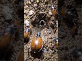 Desert Graund Beetle POV: Tiny Camera Reveals a Massive Hidden Underground Colony #shorts