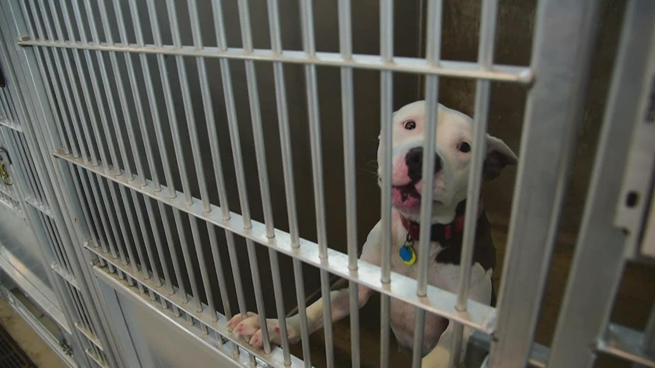 Overcrowding, possible viruses and upcoming fireworks impact Fort Worth-area animal shelters