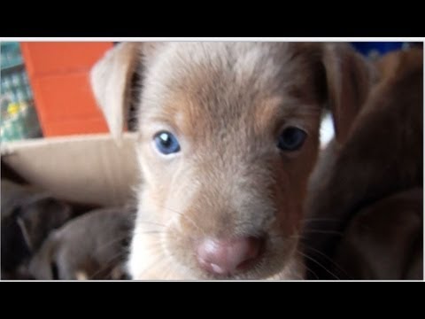 Filhotinhos Com Olhos Azuis Youtube