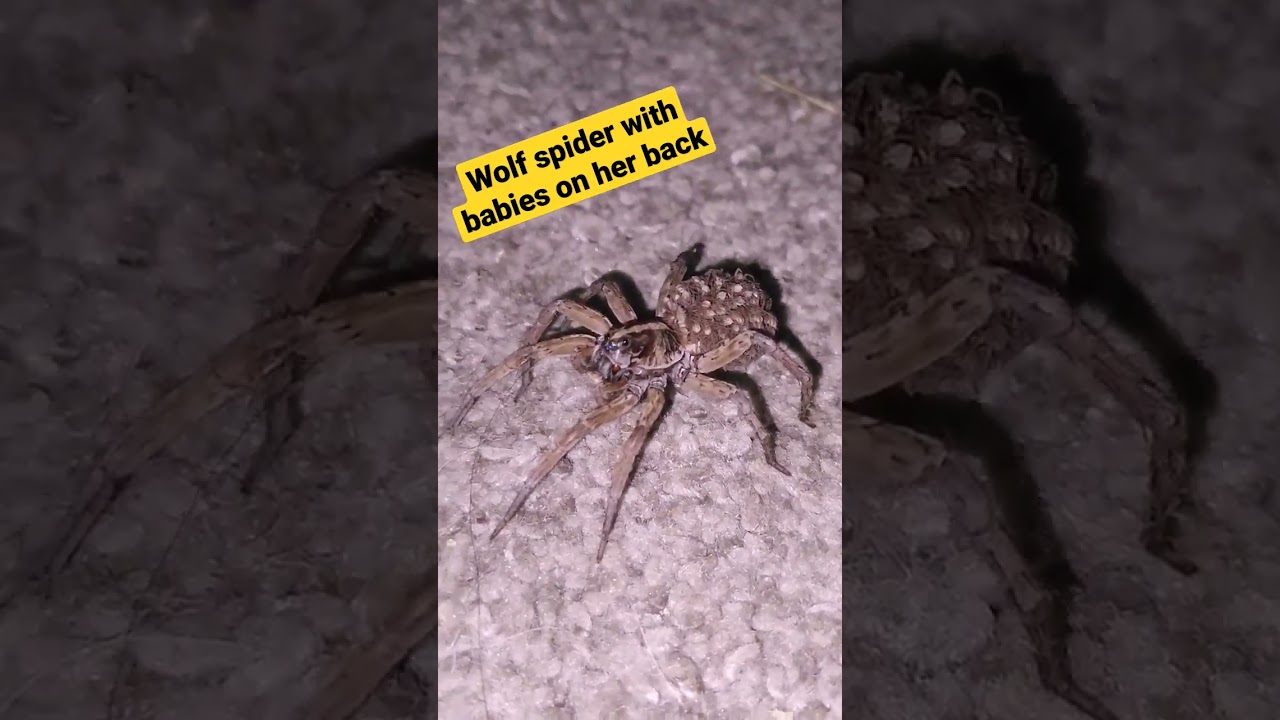 Obejrzyj Wolf Spider with Babies on Her Back w YouTube Obejrzyj Wolf Spider with Babies on Her Back w YouTube