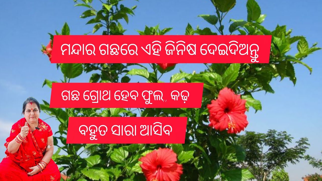 ମନ୍ଦାର ଗଛରେ ଏହି ଜିନିଷ ଦେଇଦିଅନ୍ତୁ /ଗଛ ଗ୍ରୋଥ ହେବ ଫୁଲ, କଢ଼ ବହୁତସାରା ଆସିବ /Hibiscus plant care 