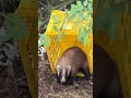 凶暴なアナグマの放獣
