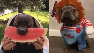 CATS and DOGS will make you LAUGH YOUR HEAD OFF - Funny CAT and DOGS compilation😹🐶😂 by funny and viral 1,014 views 3 years ago 12 minutes, 57 seconds