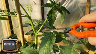 Never remove this stepchild from tomatoes