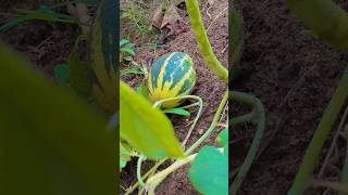 Cucumber #kerala #homegrown #nature