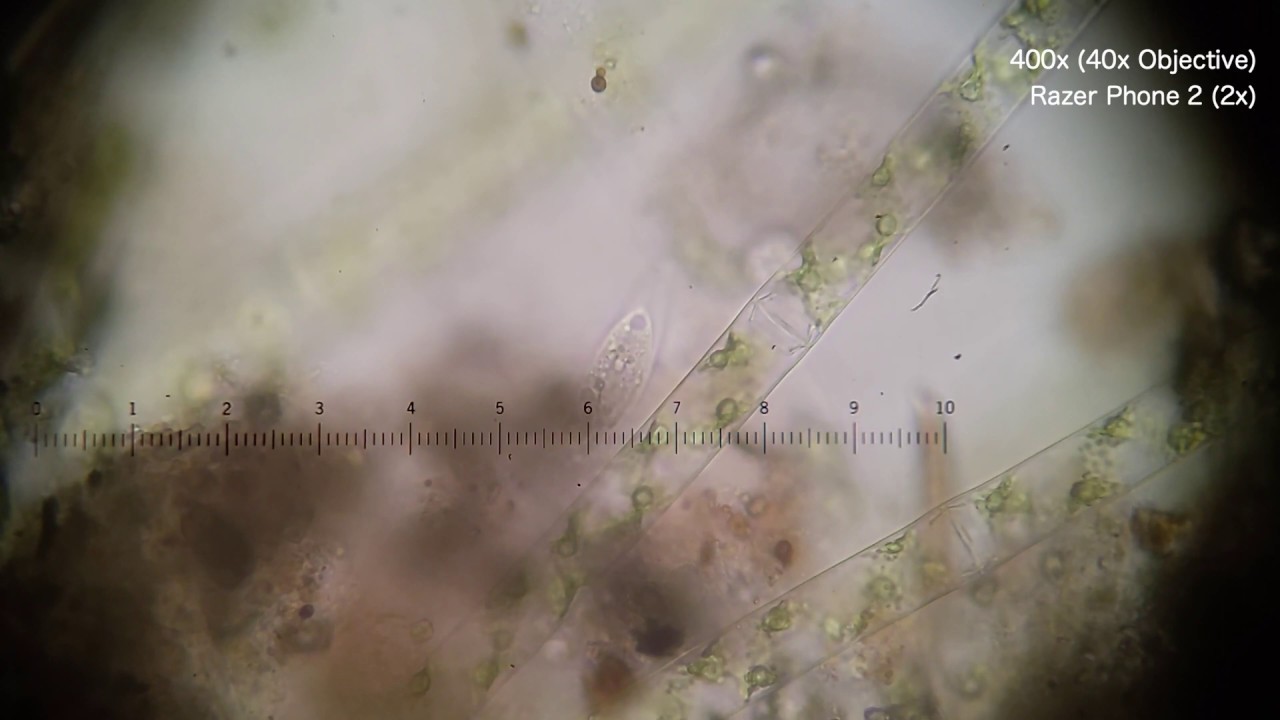 Pond Life, A Reflection (Friday May 31, 2019) via Nikon Eclipse E200 ...