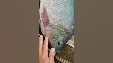 cá rô phi nặng 8kg