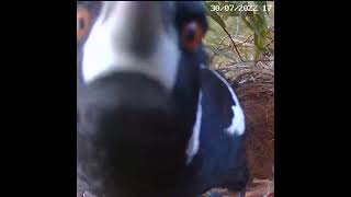 Australian Magpie Nesting screenshot 5