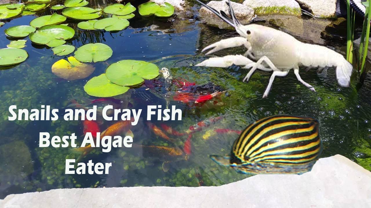 cold water algae eating fish