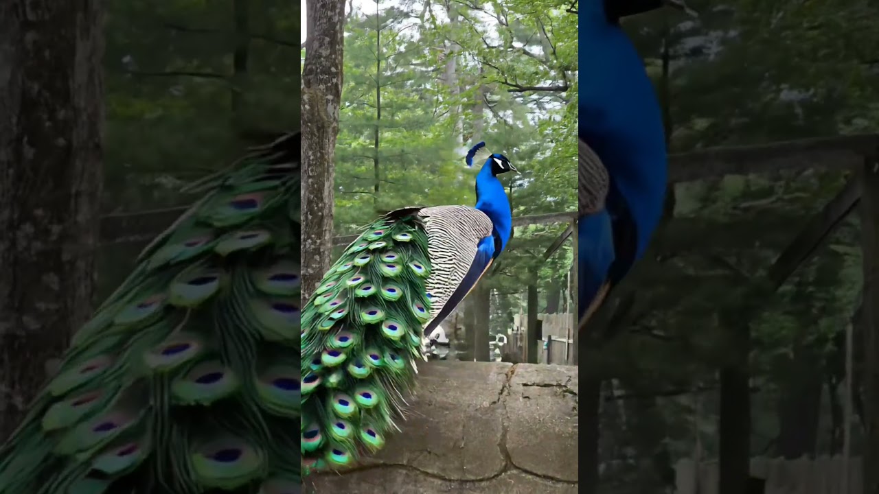 Indian Peafowl: The National Bird of India 🦚 | Educational Documentary#birds #peacock #viral #short