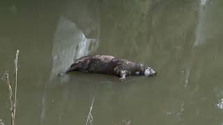Capivara abatida a tiros é retirada do lago do Parque...