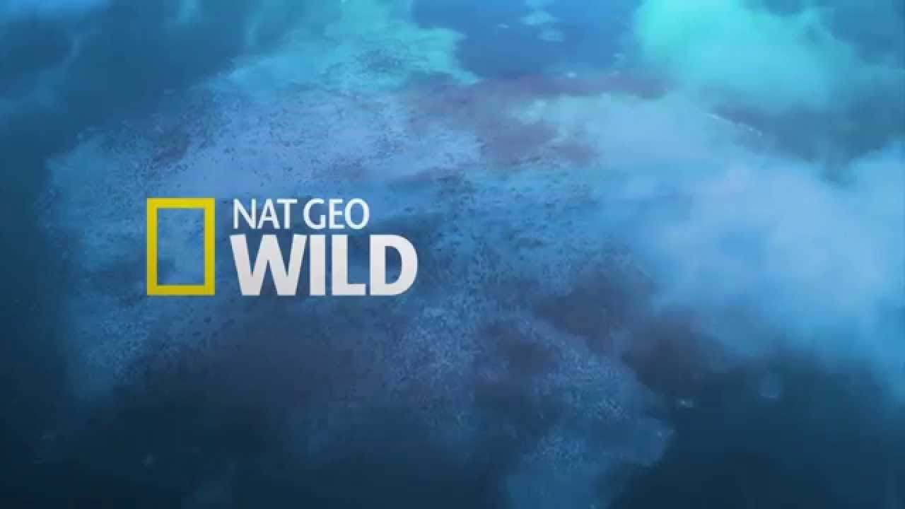Канал дикий прямой эфир. Телеканал нат Гео вайлд. Канал про животных Nat geo Wild.